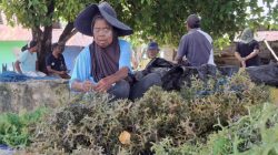Mahasiswa UNCRI Temukan Potensi Pupuk Organik dari Limbah Rumput Laut di Pantai Manokwari