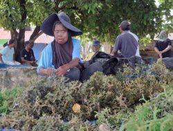 Mahasiswa UNCRI Temukan Potensi Pupuk Organik dari Limbah Rumput Laut di Pantai Manokwari