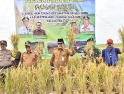 Panen Raya di Teluk Daun, Produksi Padi HSU Lampaui Target 118 Persen